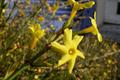 Jasminum Nudiflorum